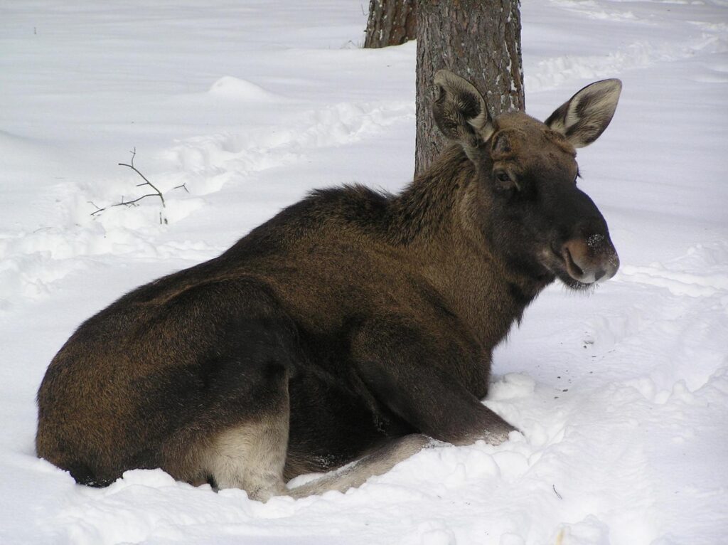 Лось лежит на снегу