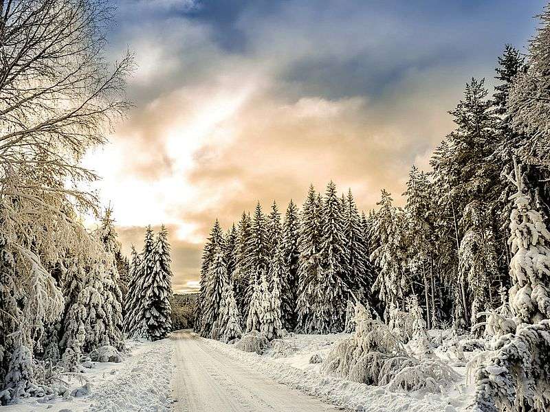 дорога через зимний лес