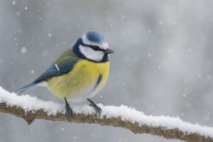 Маленькая синица сидит на заснеженной ветке